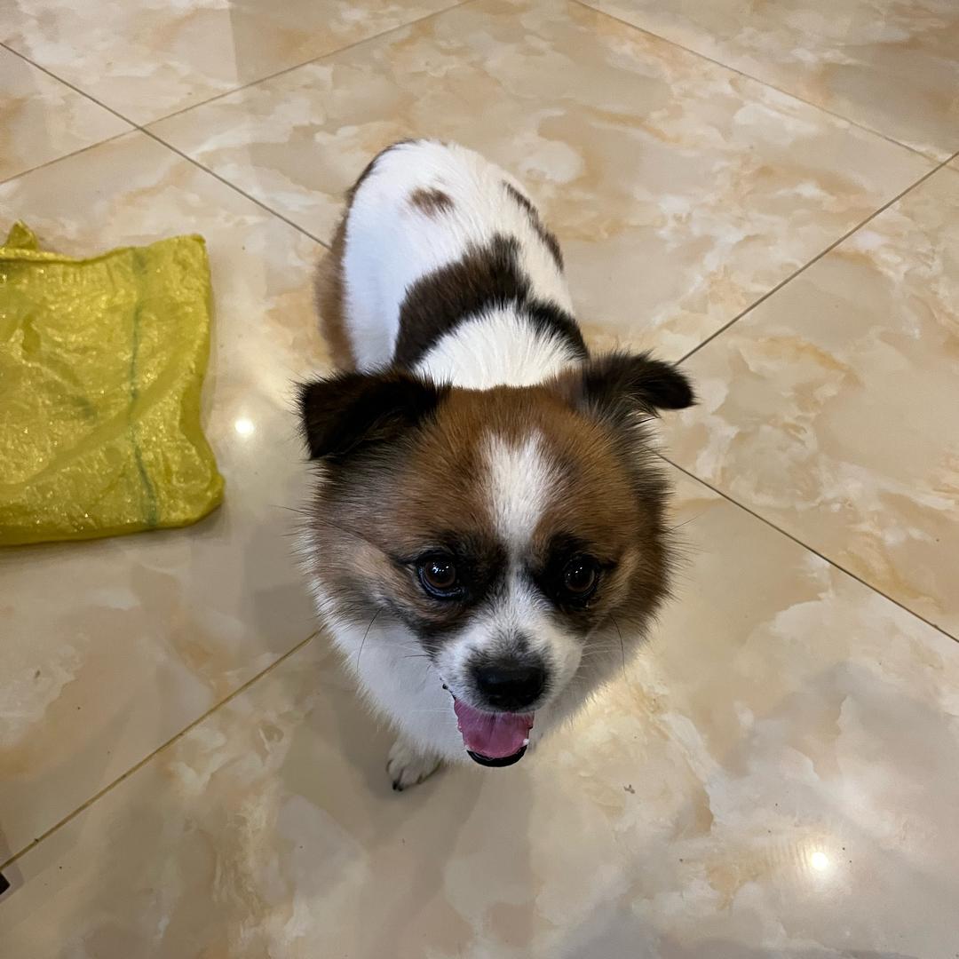 有只小狗叫猫猫