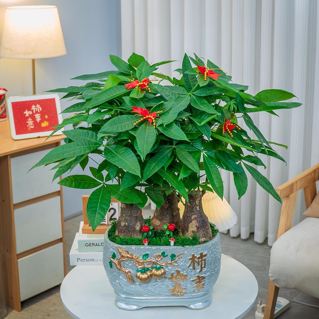 橙檬遇见园艺店