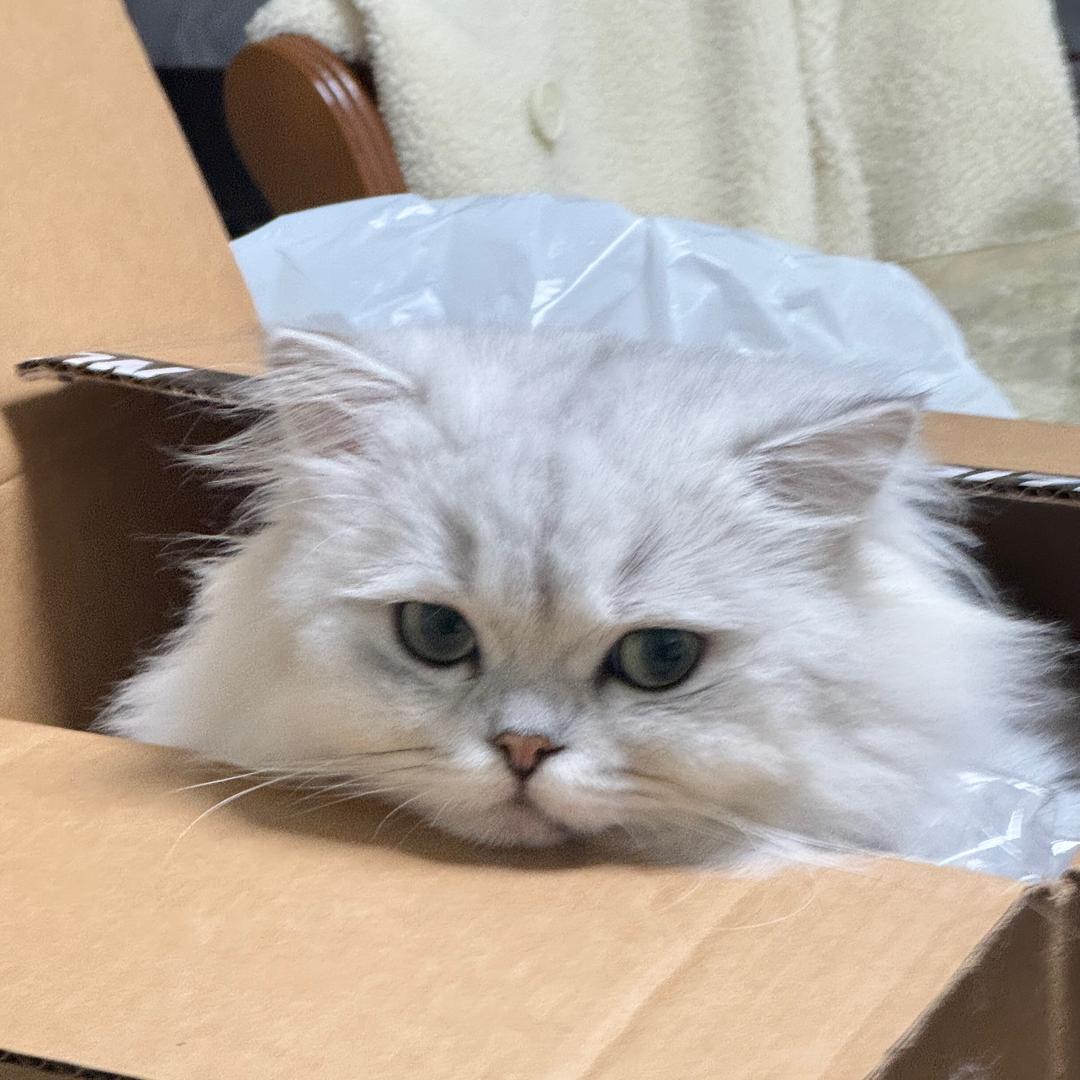 金豆猪