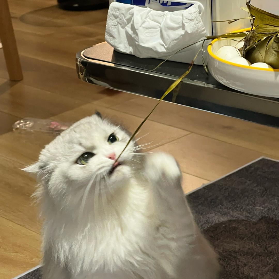 小辞⁴⁷⁸¹