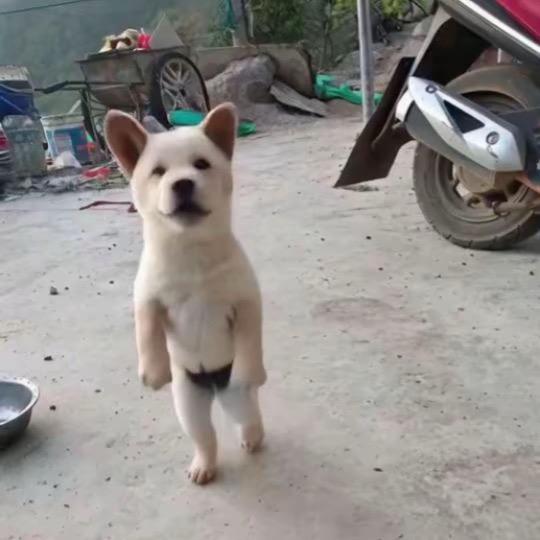 小不点儿