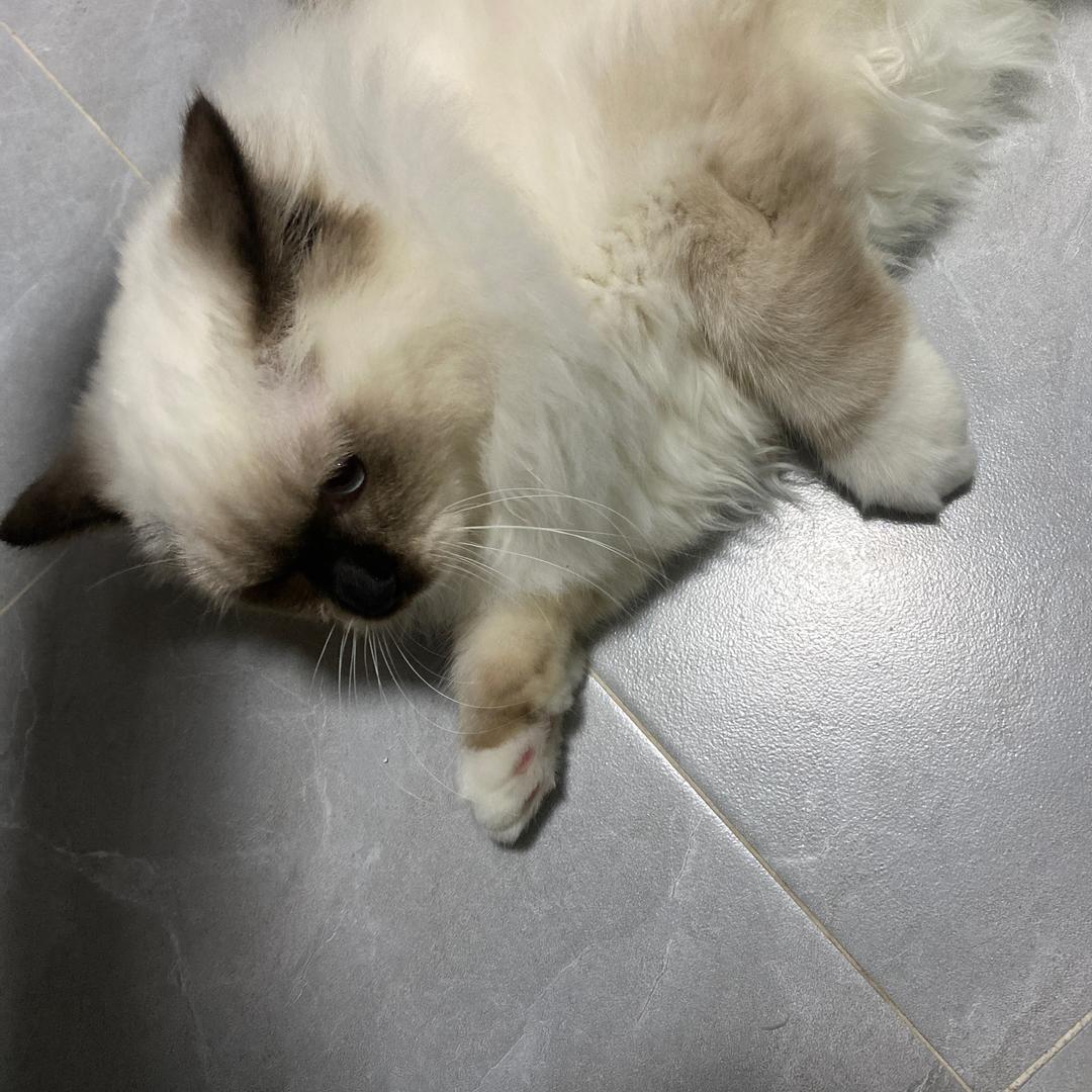 柚子优选好房信息咨询