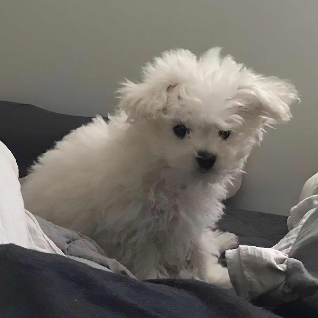 振迁  　　　　　　　　　🐾