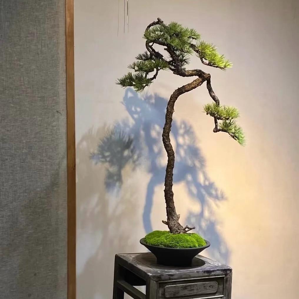 九千绿植(仓储总仓)