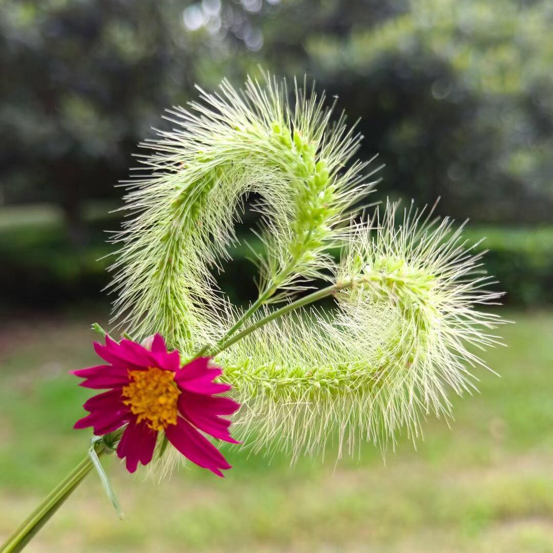 欣欣向荣🍎🍎🍎