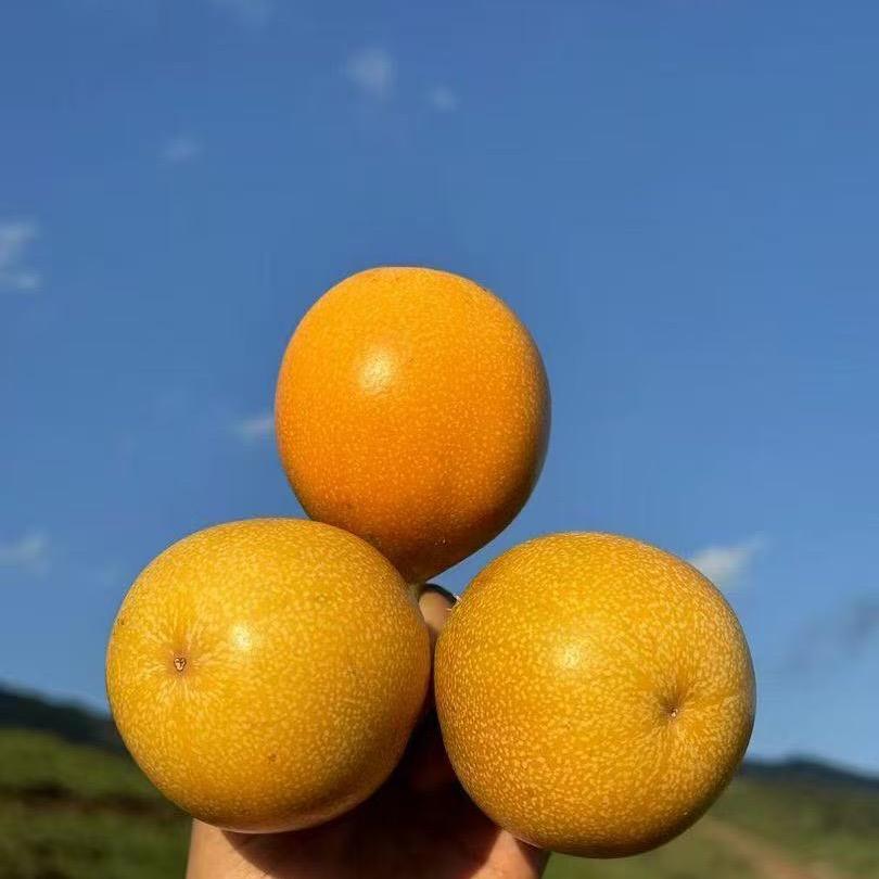 西双版纳热情果产地直发