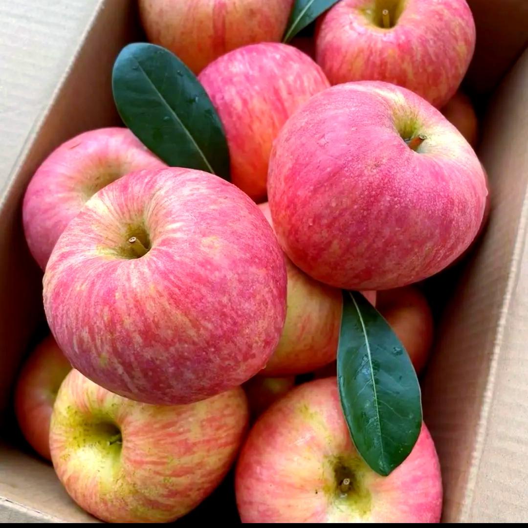 玲玲苹果园次日到