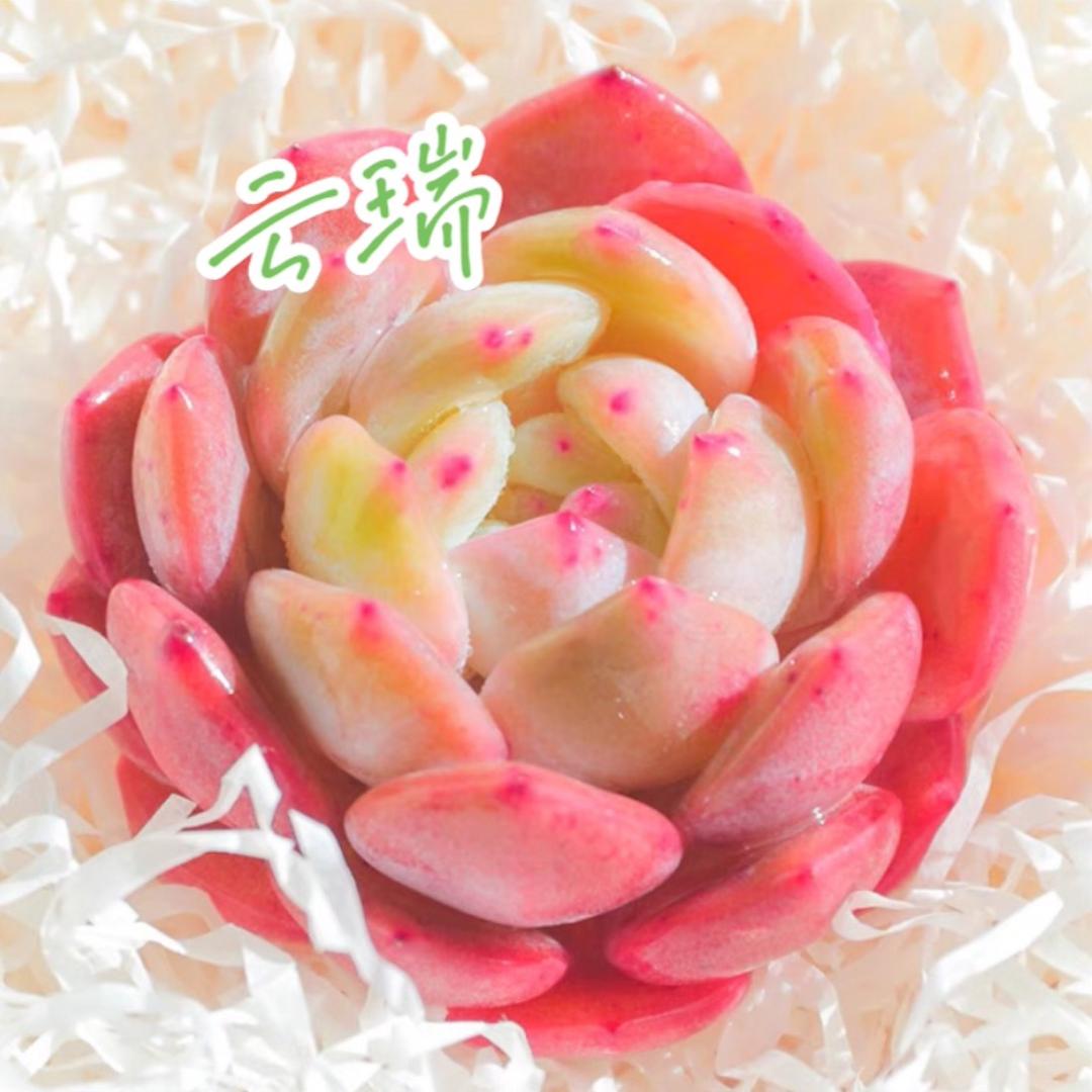 云瑞多肉