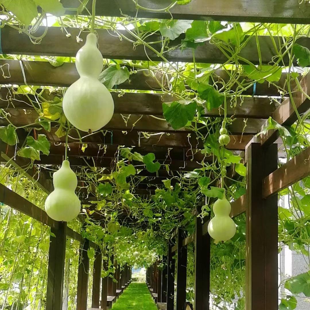 ༺ཌༀཉི随༒风༃ༀད༻