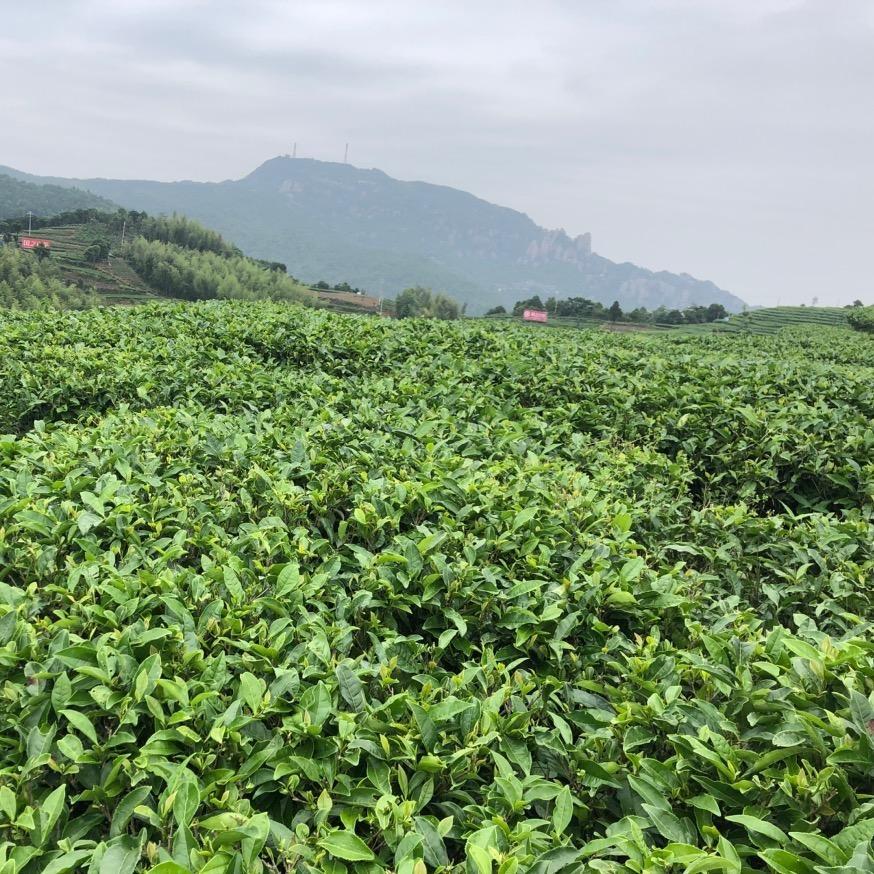 白贡仙茶行