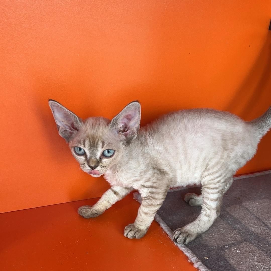 长春德文卷毛猫