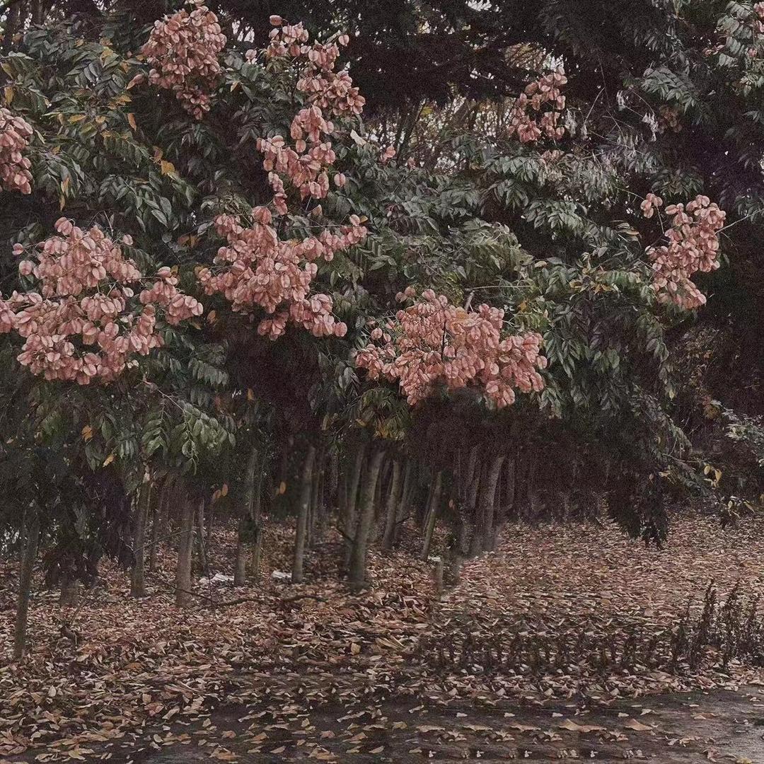 在安美卖油的小王