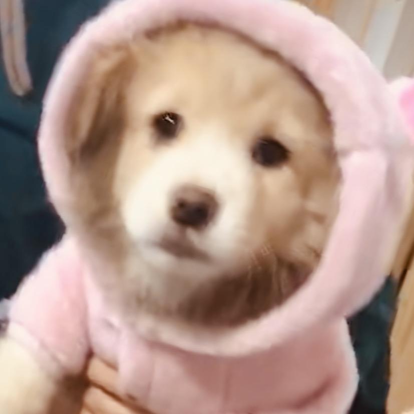 爱巢狗狗家园🐶🐶