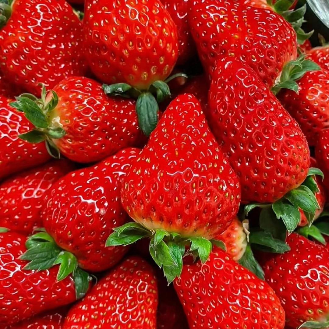 草莓🍓