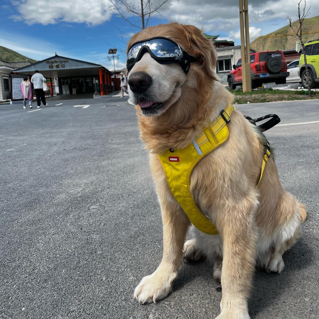 一人一狗一梦想