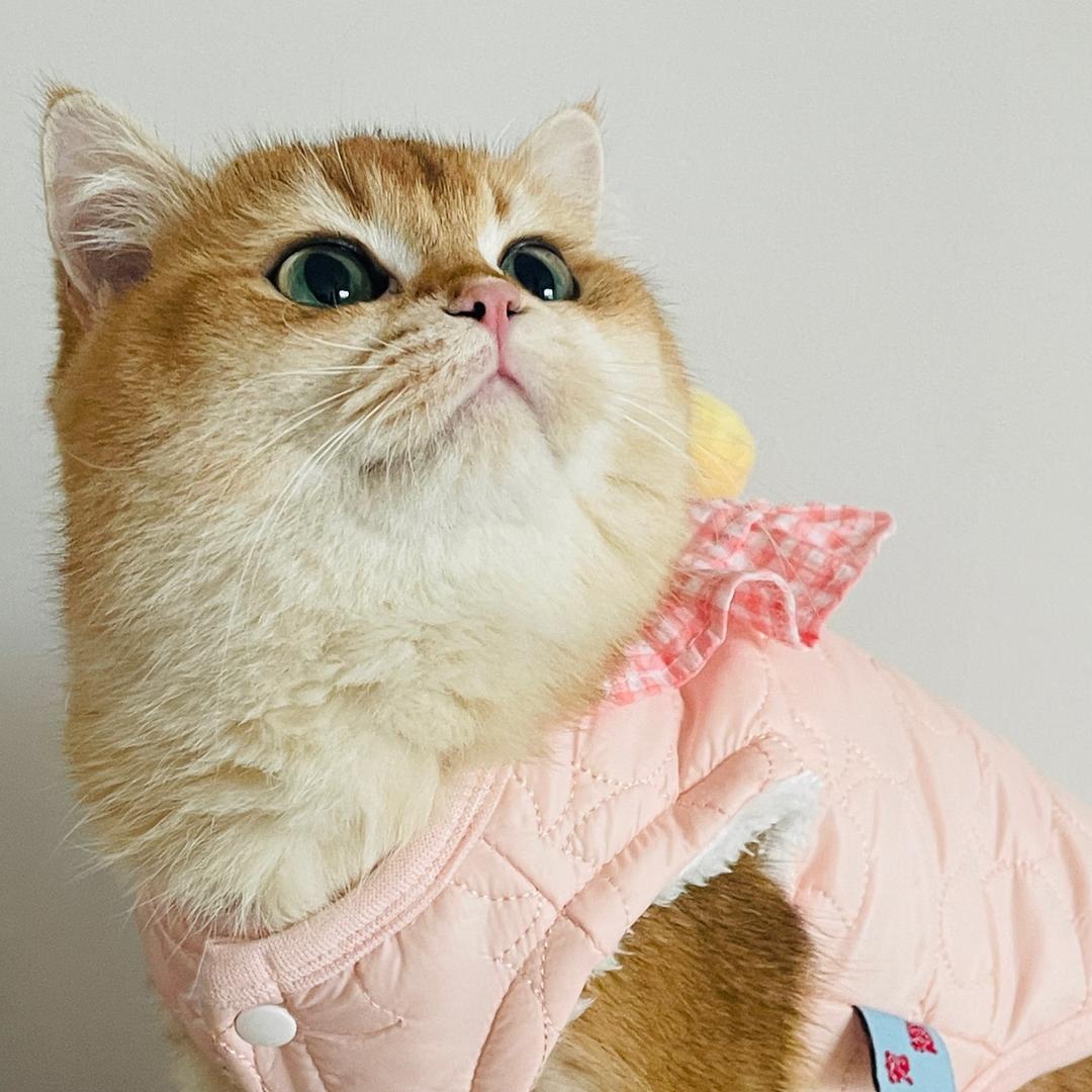 粉毛猪嗲嗲