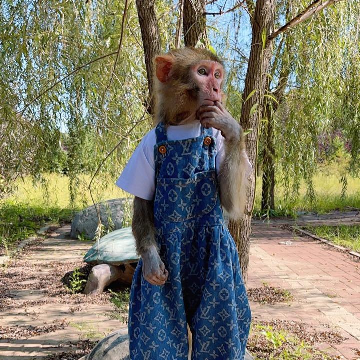 猴宝麦兜【🐒】