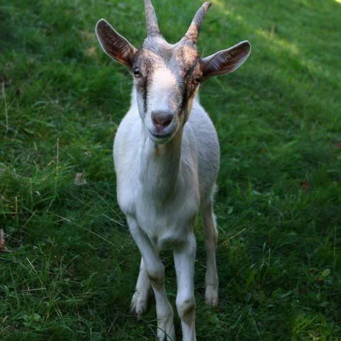 鸿秀鲜羊肉官方号