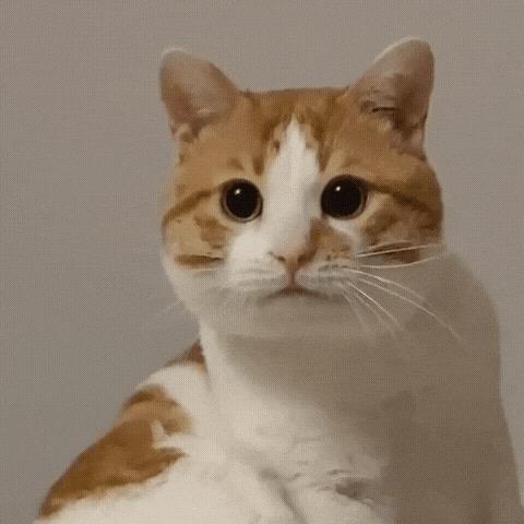 被吃的迷你鲨鱼小吃