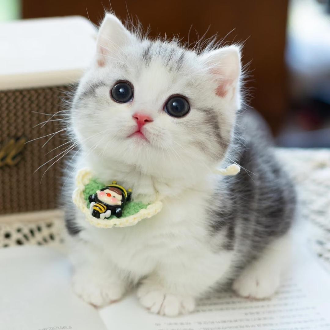 宠萌甄选宠物服务部