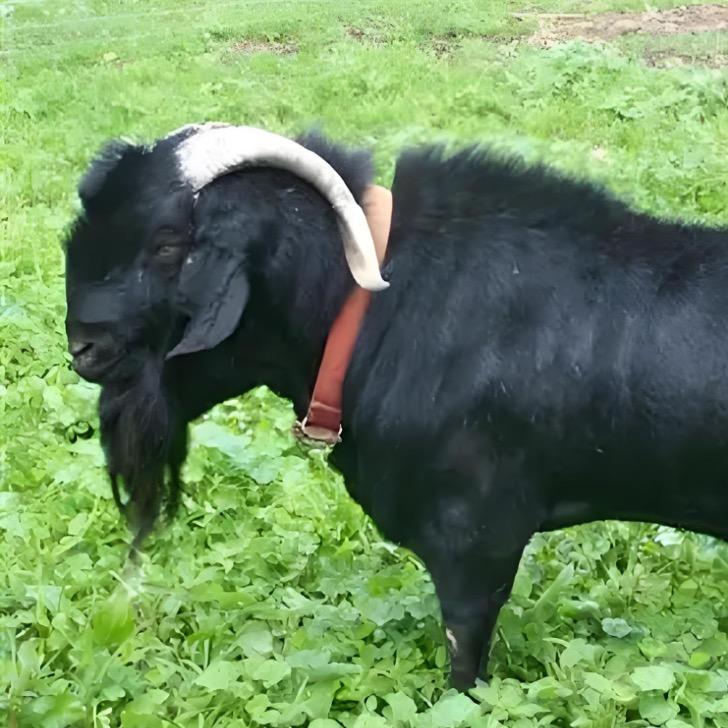 沃奇黑山羊养殖场