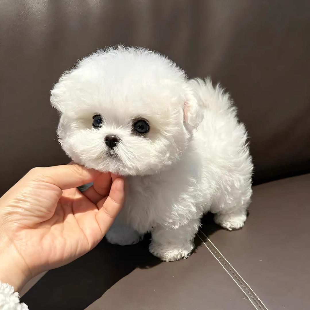 比熊泰迪犬舍