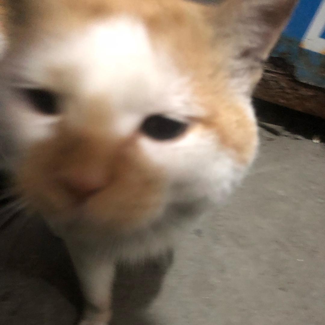 明溪楠