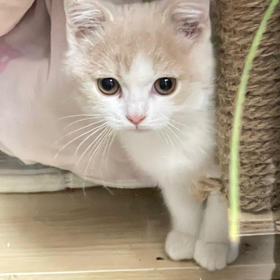 盼盼小面包