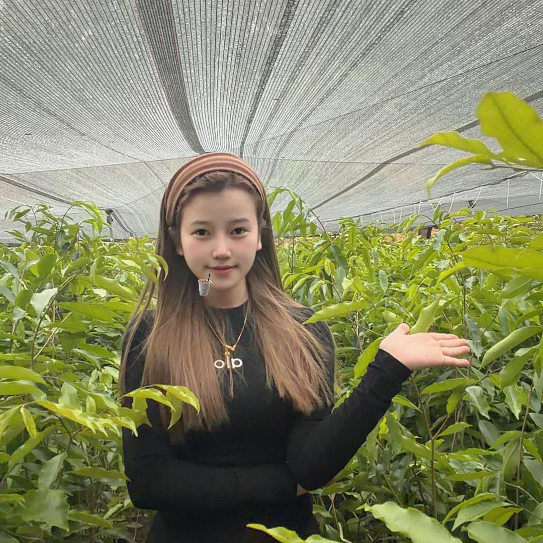 安可奇楠沉香