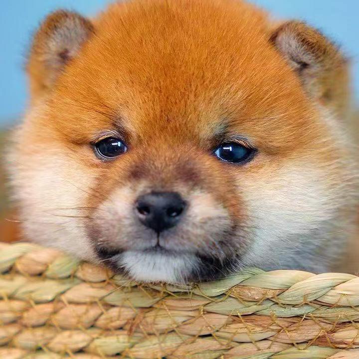 伊可家柴犬