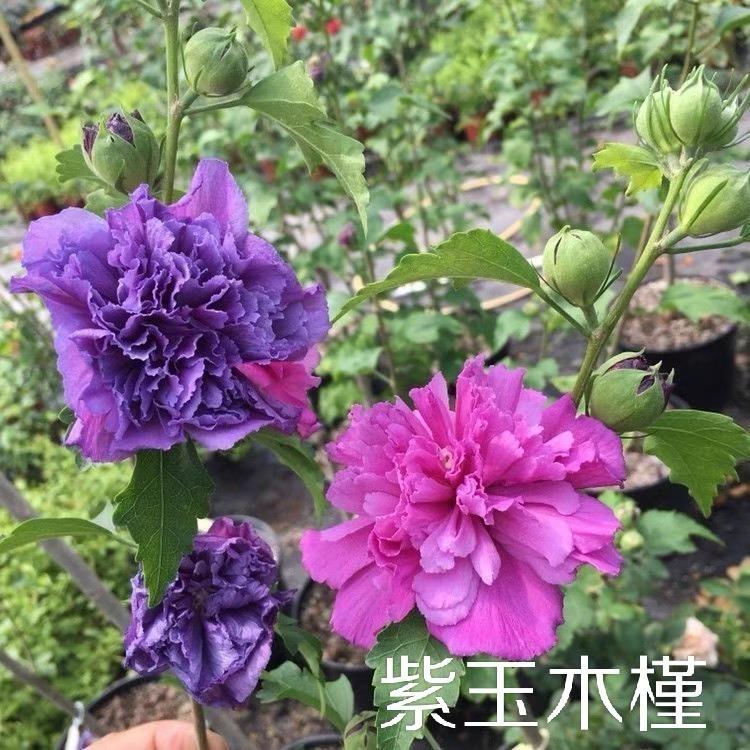佰丽轩花卉经营部