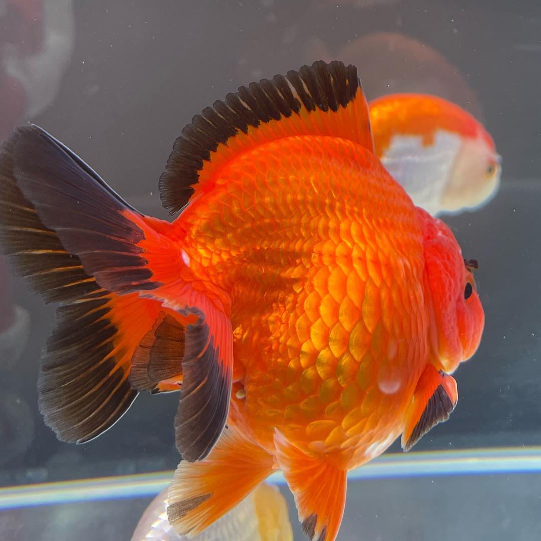 三水两鱼🐟