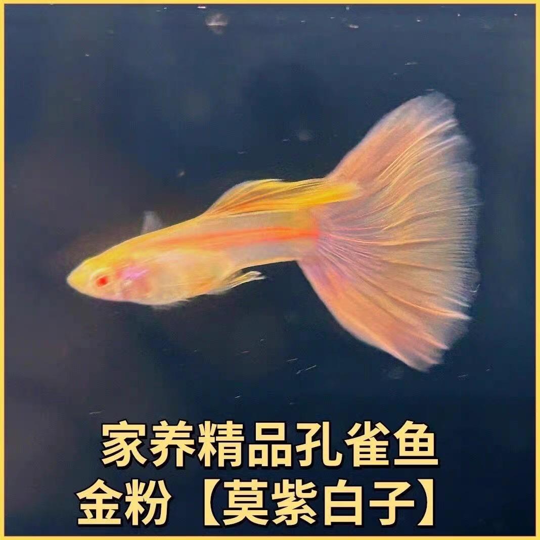 花小鱼孔雀