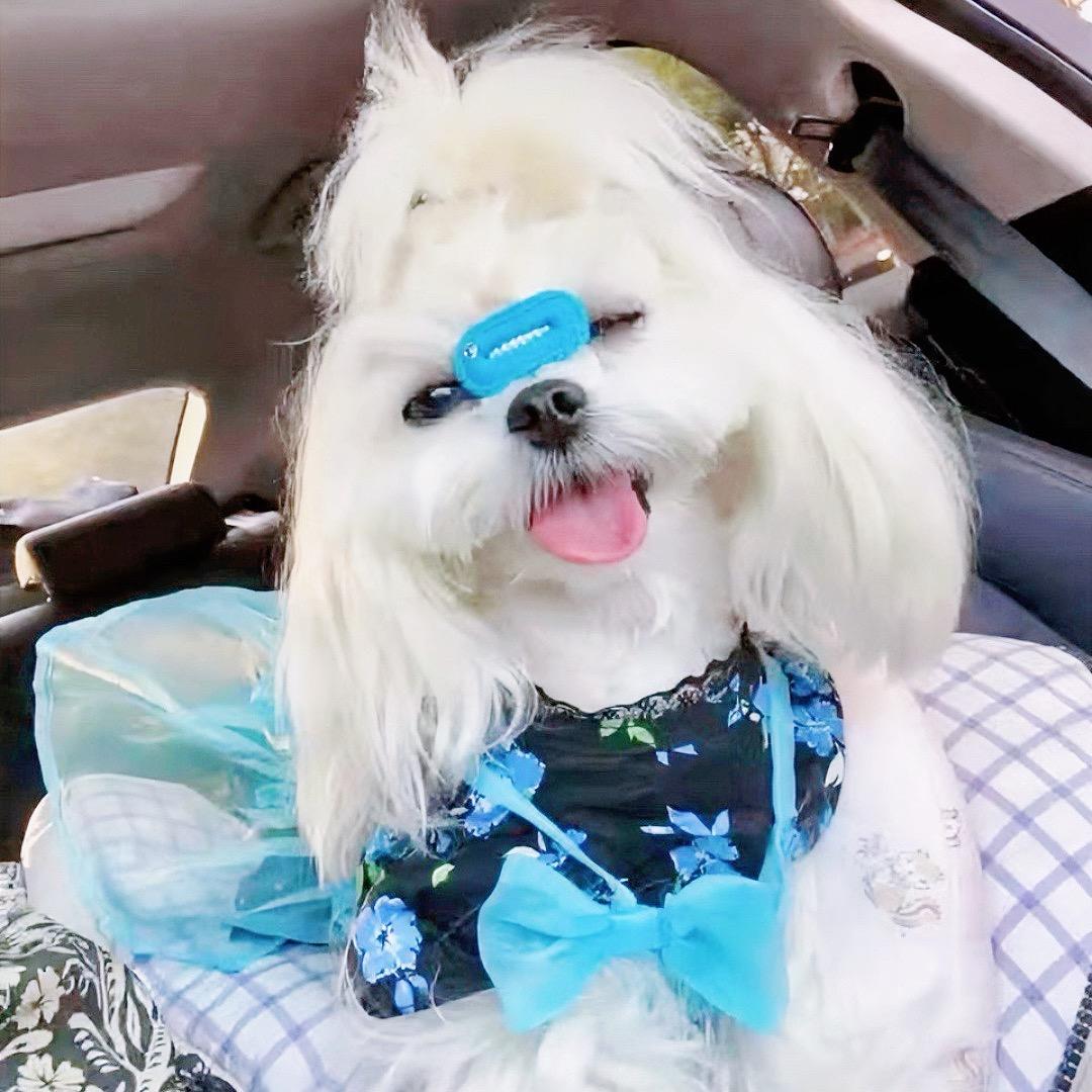 Amy🐶