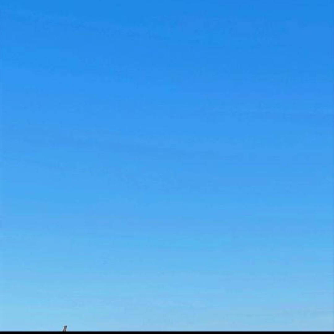 西伯利亚小土豆