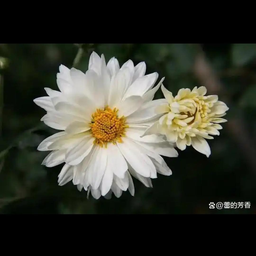菲宝🐕‍🦺