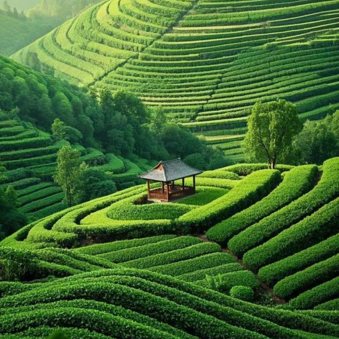 闽天下一起喝杯茶