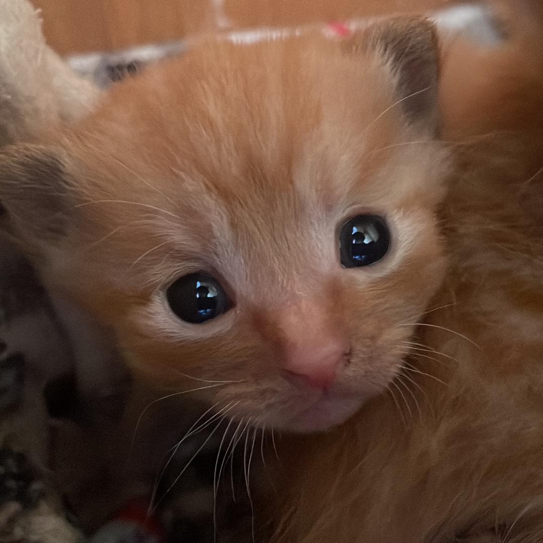 猫猫