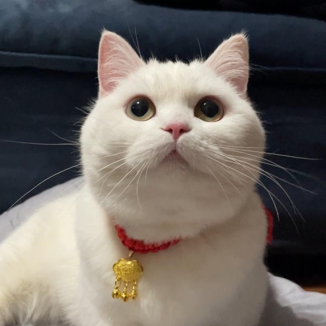喵喵叫喵喵🐱