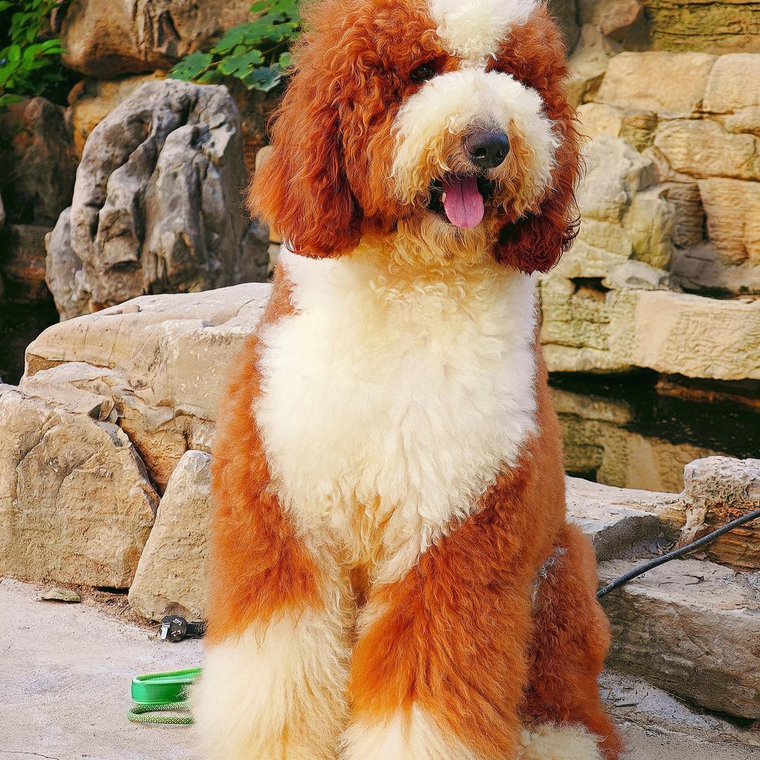 巨贵小熊熊