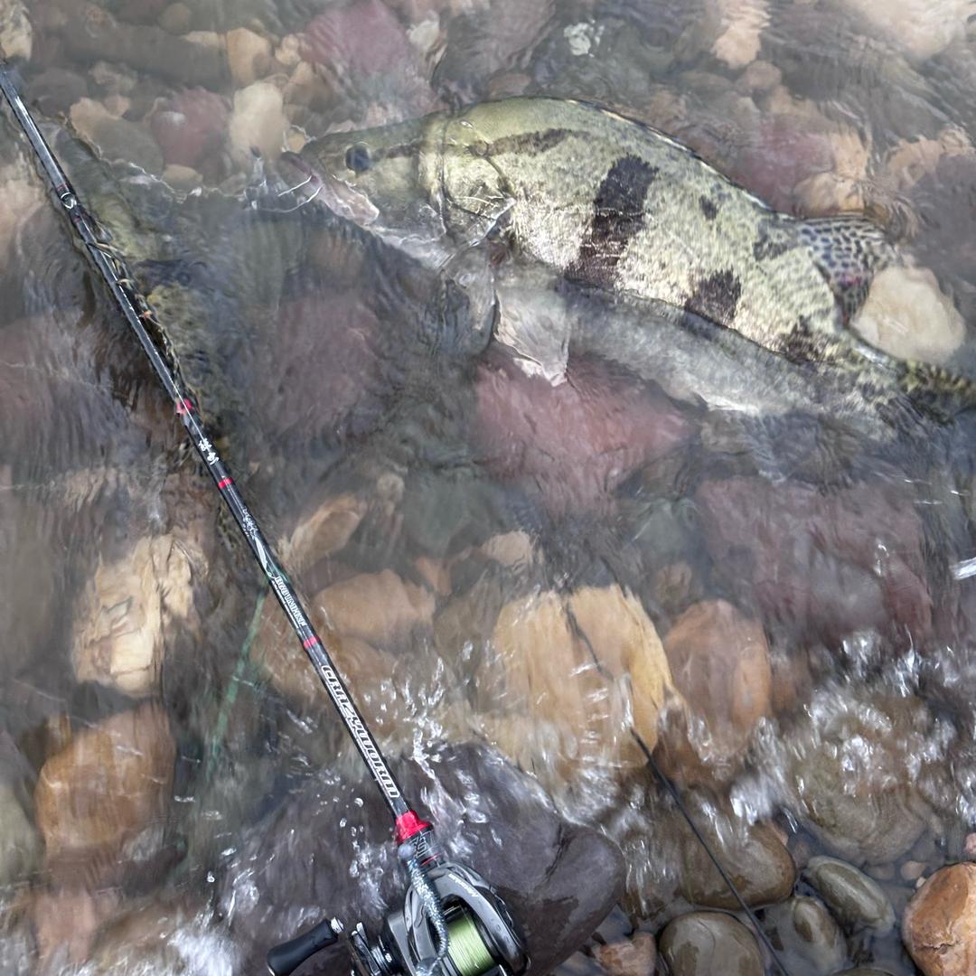 一条塑料鱼🎣（正在减肥中）