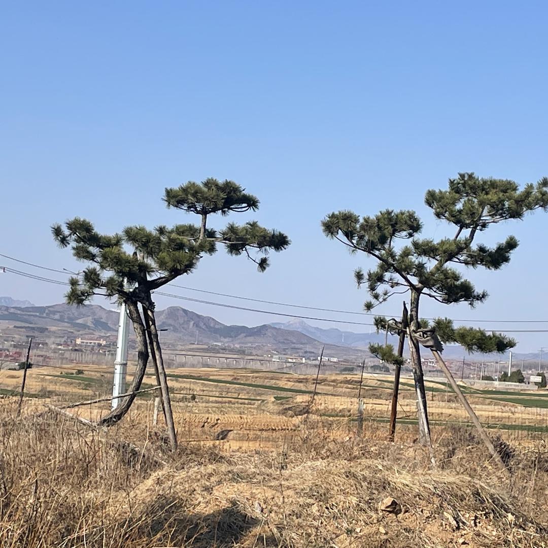 郁松园林别墅庭院景观松
