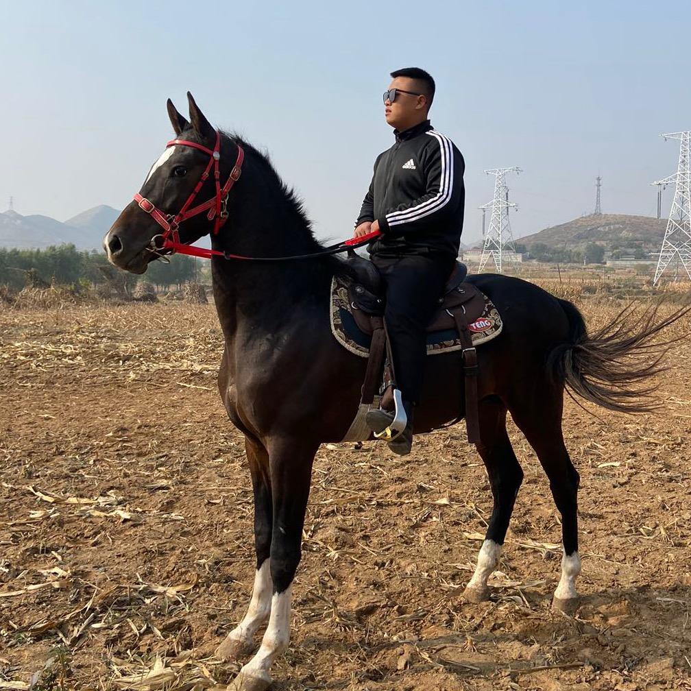 武安小刘（马场马术）