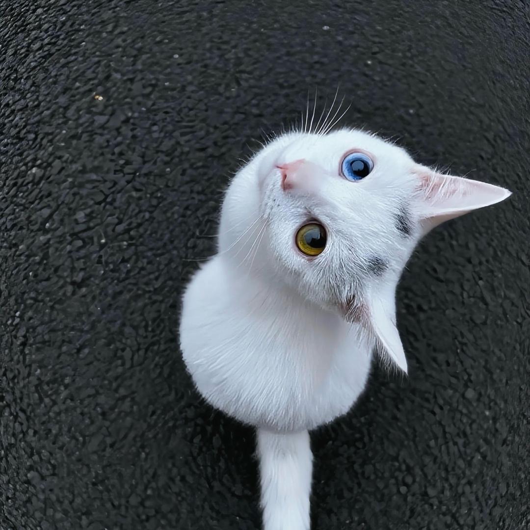暴躁小魚🌸