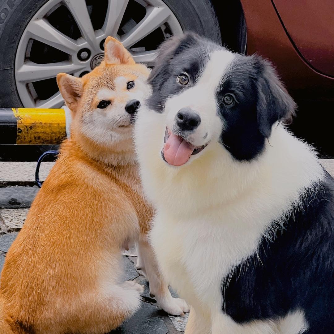 小有名气的草莓