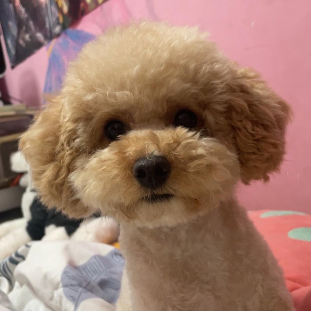 球球糖