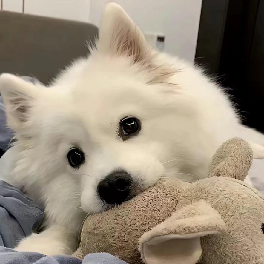 悲伤𝙆𝙞𝙩猫z