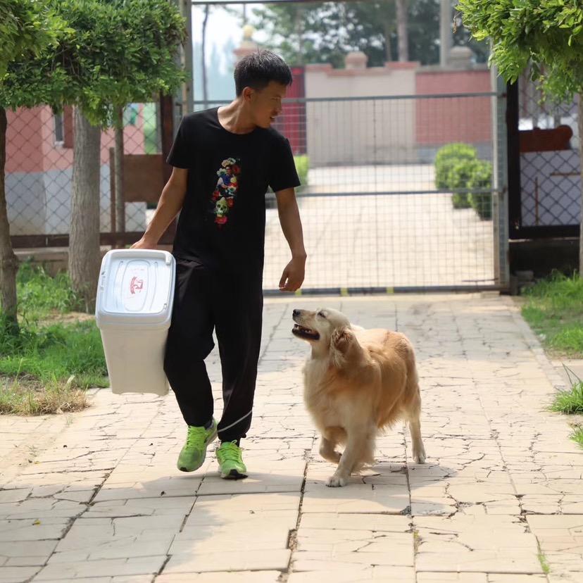 小狗吃肉