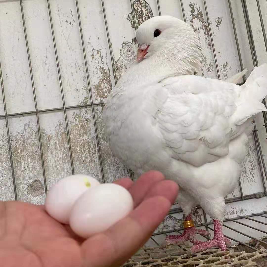 通源元宝鸽养殖场