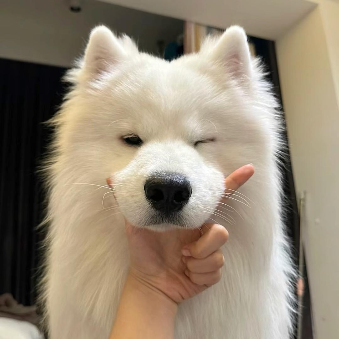你好像呆呆地